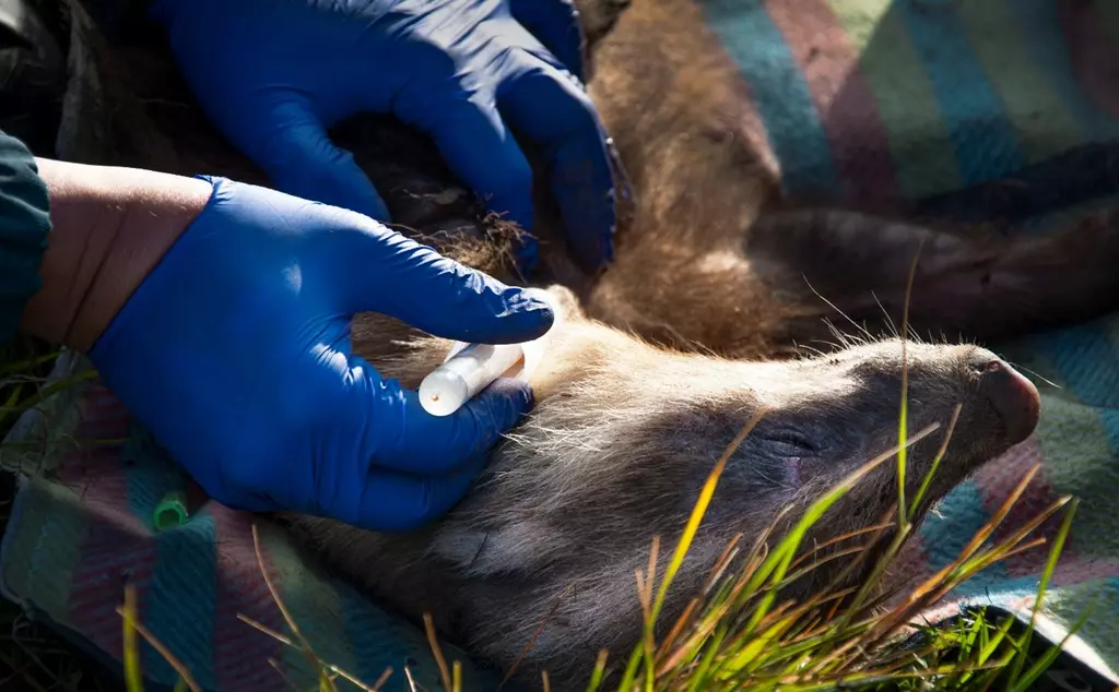 Collecting a blood sample from anaesthetised badger