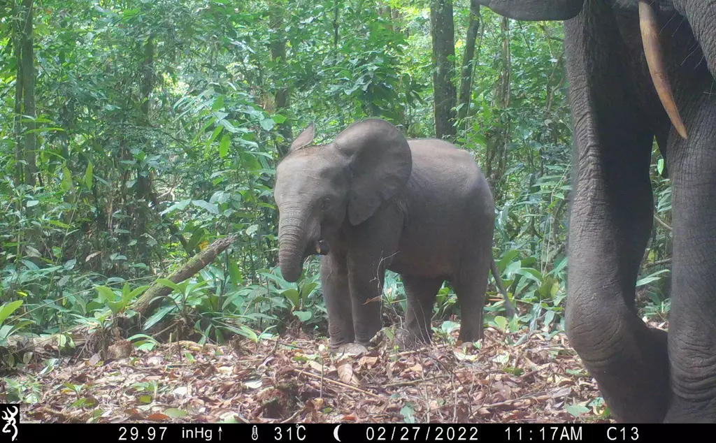 A camera trap image of a baby elephant taken as part of the BIOPAMA Programme