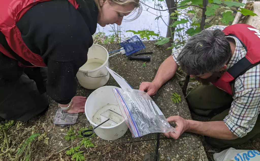fieldwork eel conservation
