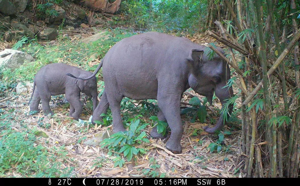 Mother and calf Asian elephants camera trap photo