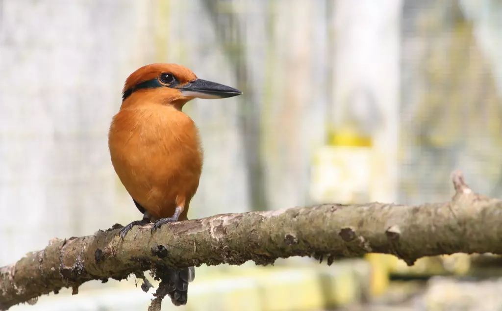 Sihek Guam Kingfisher © John Ewen, ZSL