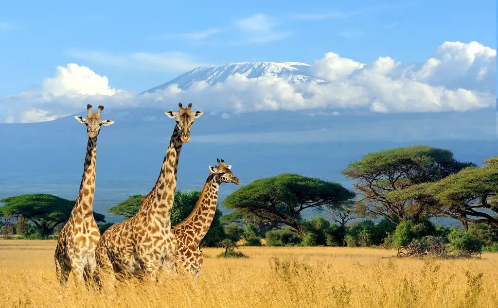 Three giraffe on Kilimanjaro mount background in National park of Kenya, Africa