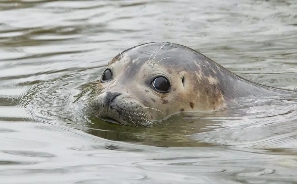 seal swimming in London