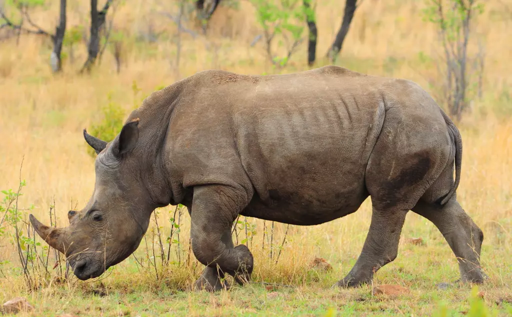 black rhino in grass walking