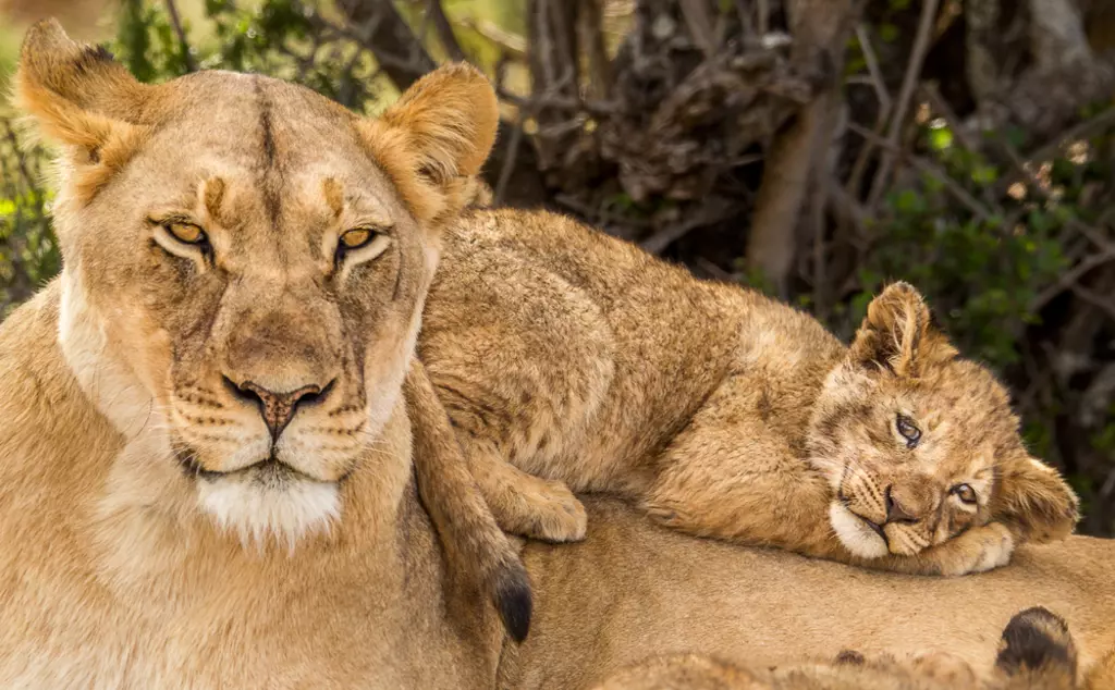 African lion cub napping on his mother's back whilst she keeps alert in South Africa
