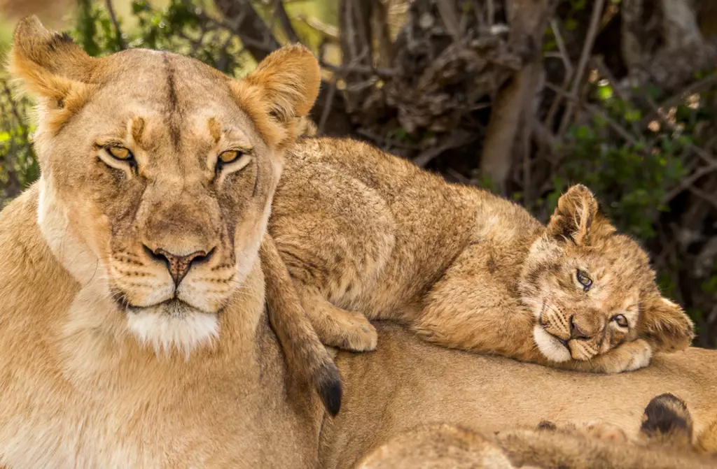 African lion cub napping on his mother's back whilst she keeps alert in South Africa