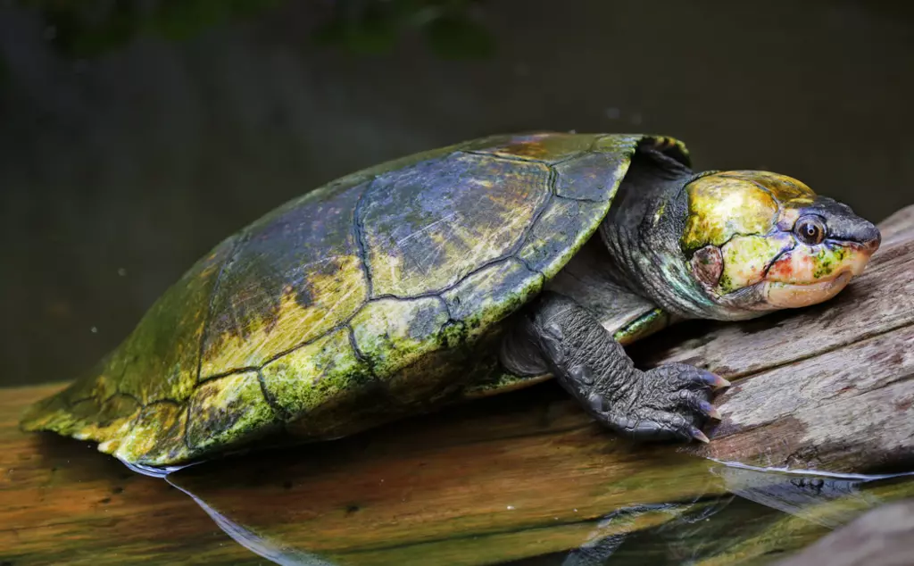 Critically endangered Madagascan big-headed turtle 