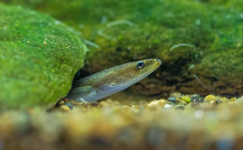 young european eel watching out of the river bottom