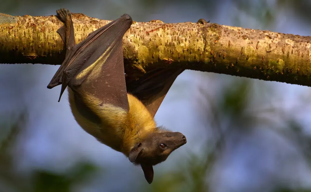 Straw coloured fruit bat hanging on a tree branch 