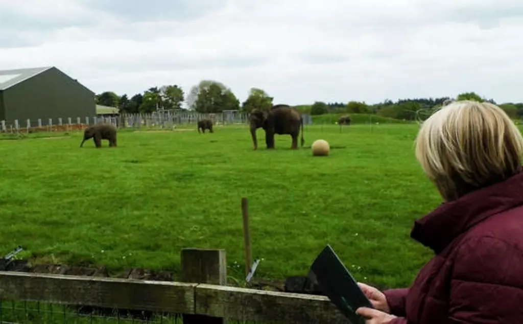 Behavioural observations on the group of Asian elephants at ZSL Whipsnade Zoo