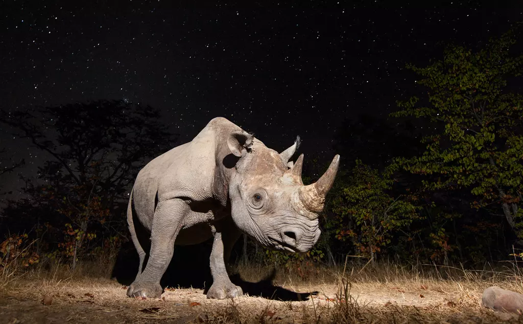 black rhino with starry background