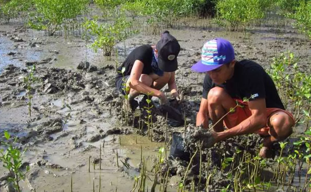 mangrove fieldwork volunteers