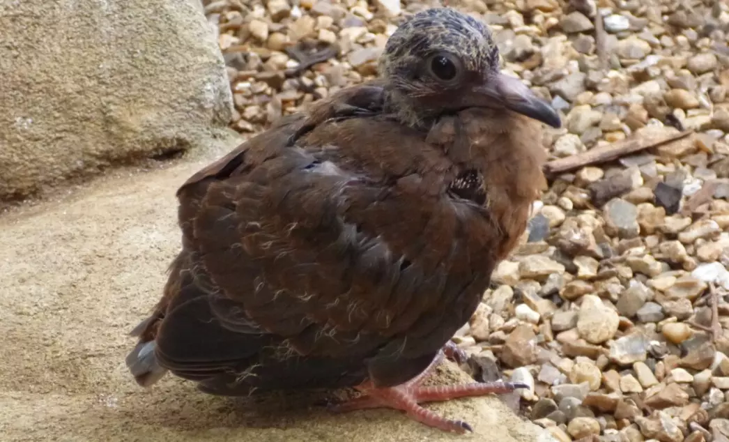 Socorro dove chick
