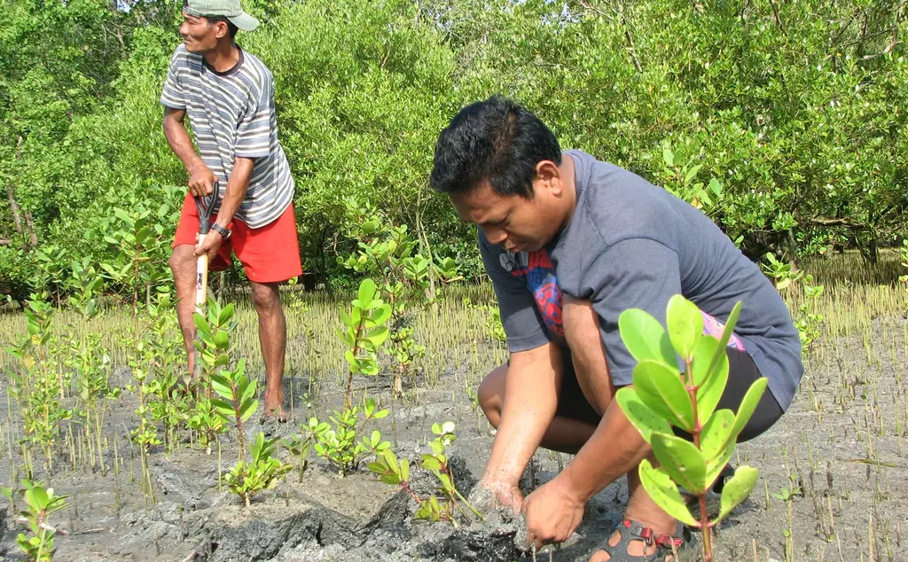 mangrove fieldwork volunteer
