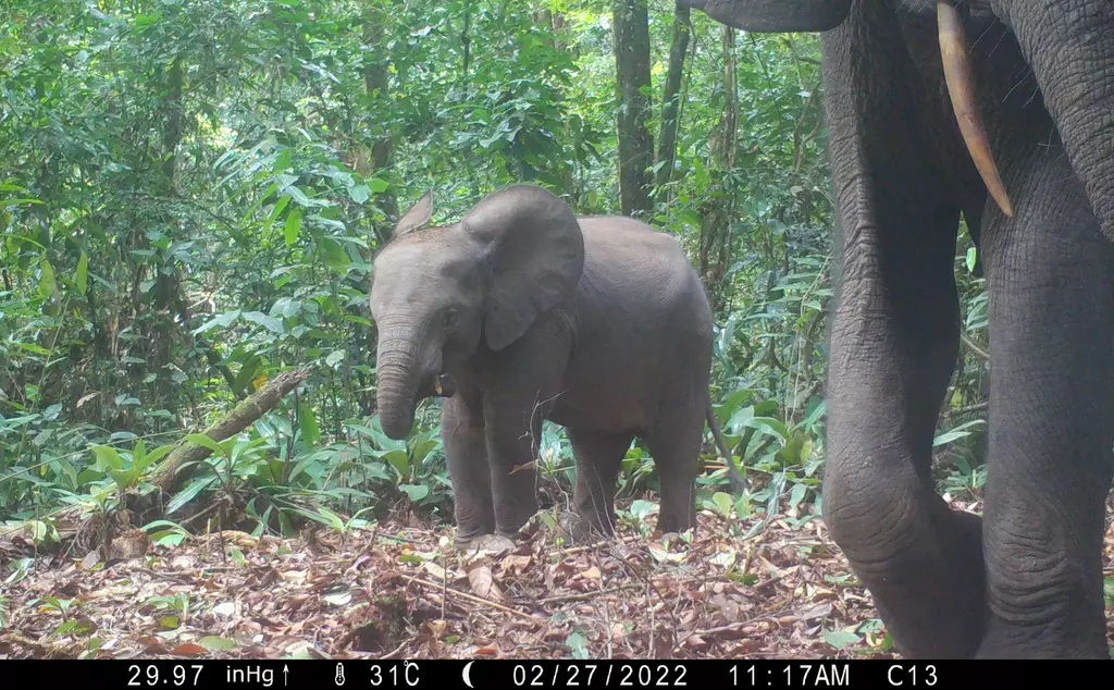 forest baby elephant