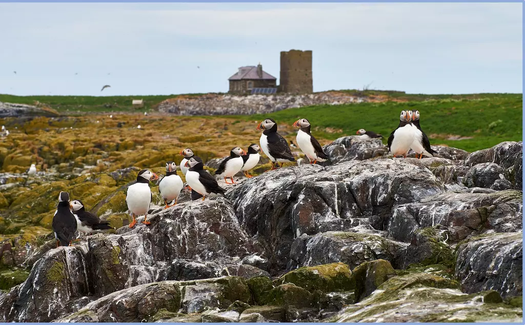 Puffins on rock