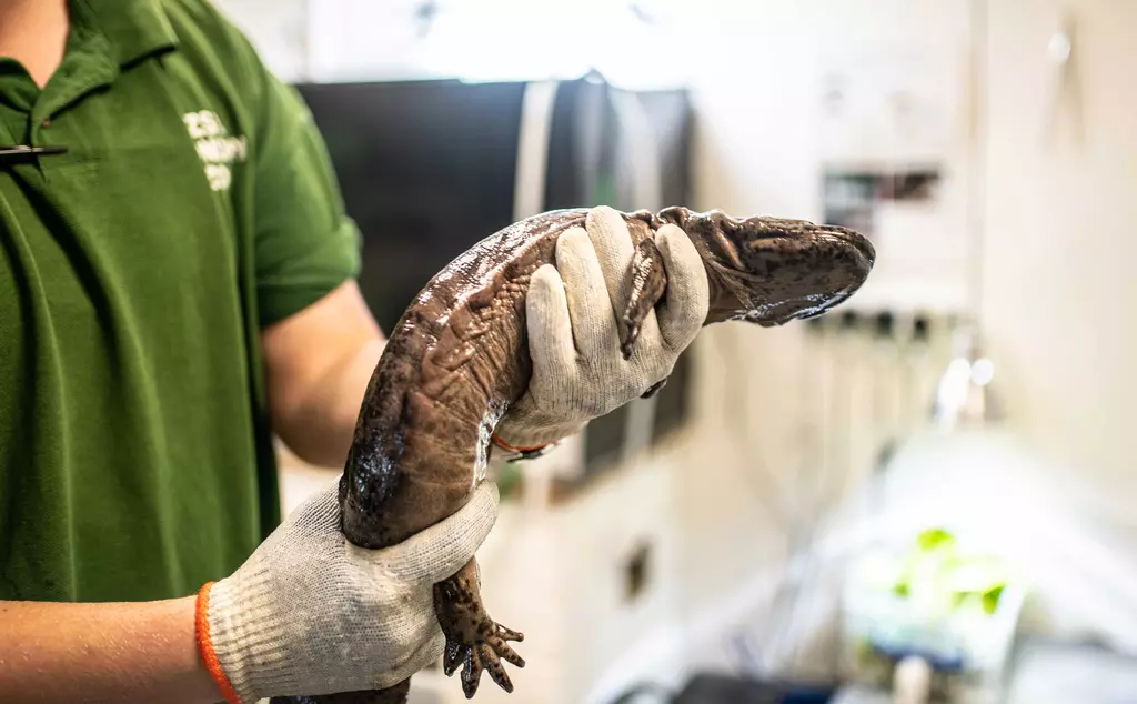 Chinese giant salamander health check at London Zoo