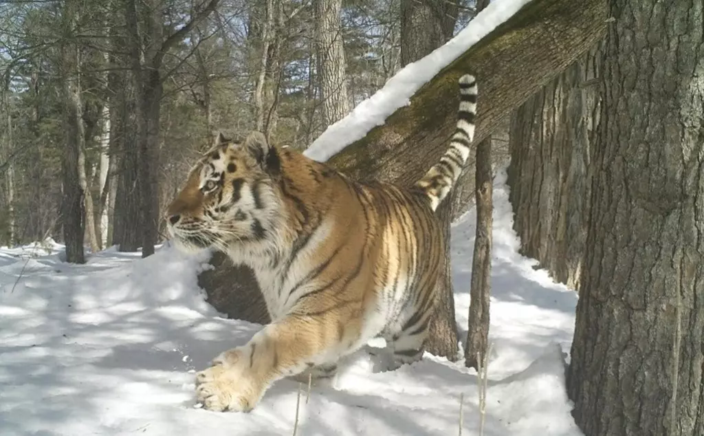 Amur tiger caught on camera trap.
