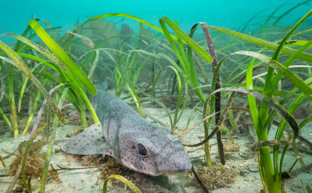 catshark in seaweed