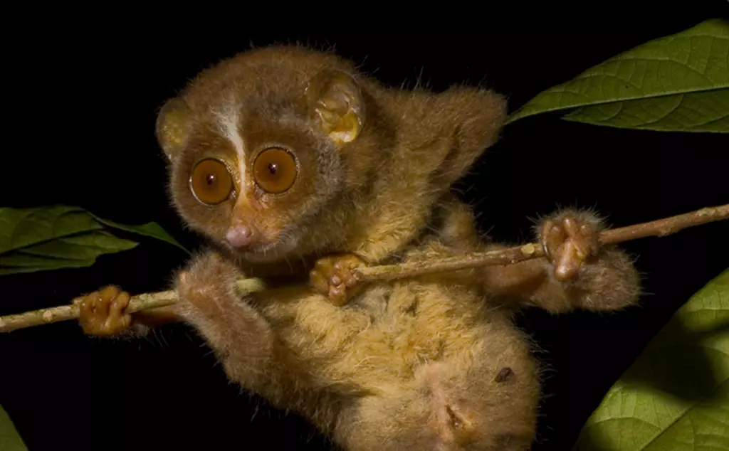 Slender red loris