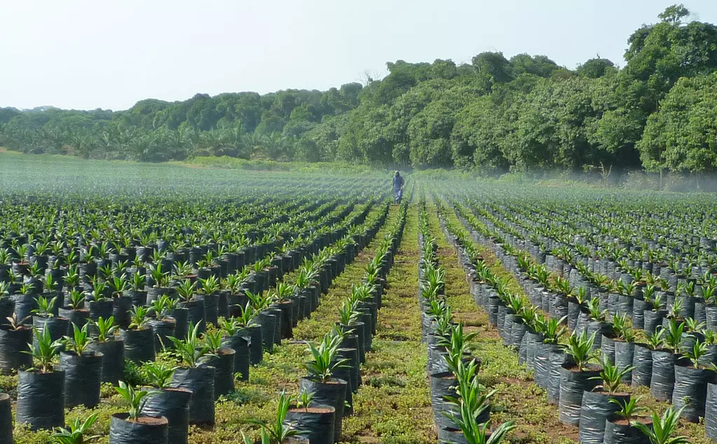 Uganda palm oil sapling field