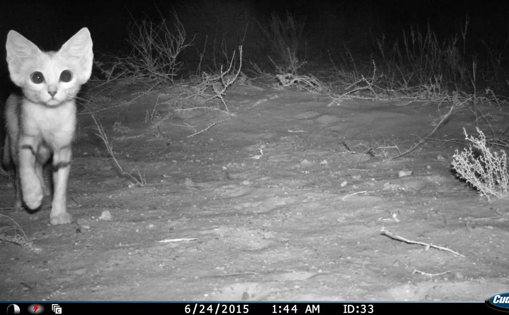 Sand cat captured in camera trap