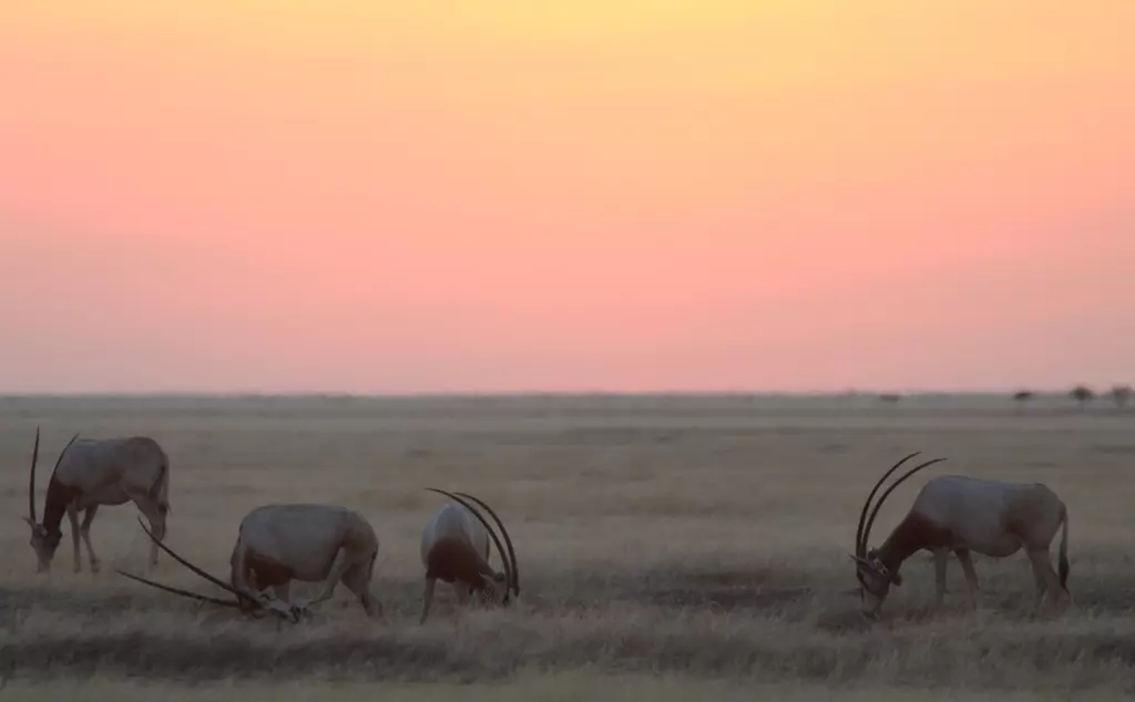 Extinct in the Wild antelope brought back from brink of extinction] | ZSL