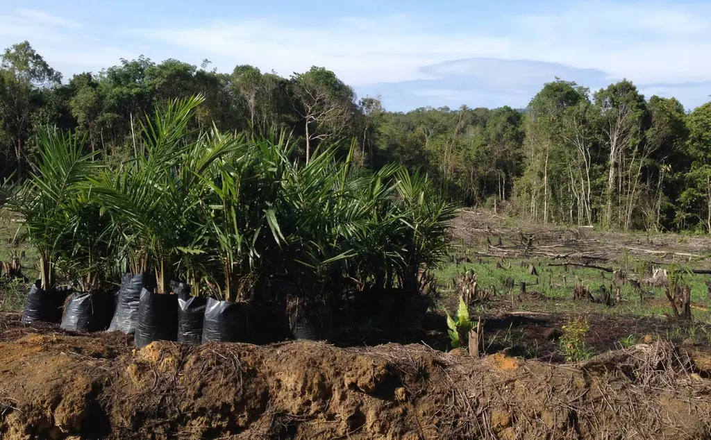 Young palm oil plants for planting 