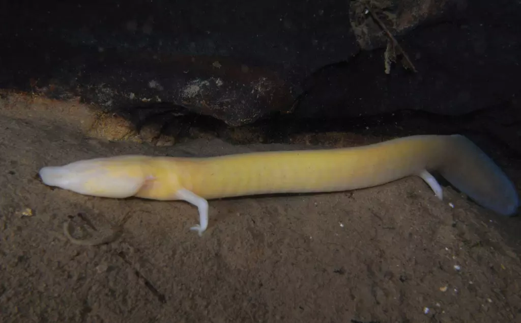 Olm in the darkness of a cave, pale pink snake like in appearance with four small lake. Smooth with no clear features.