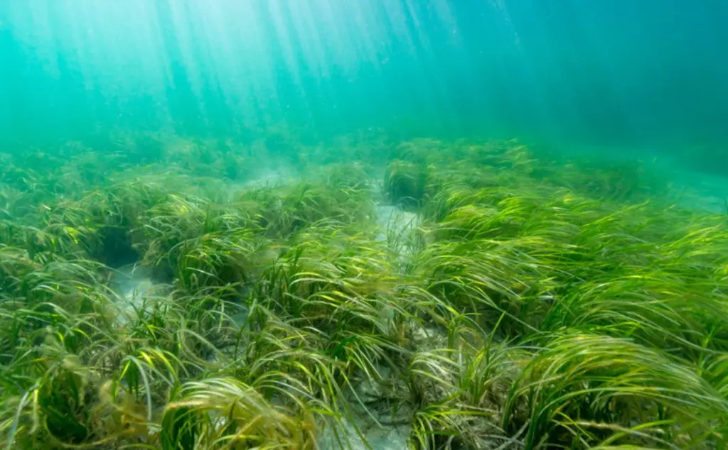 seagrass bed