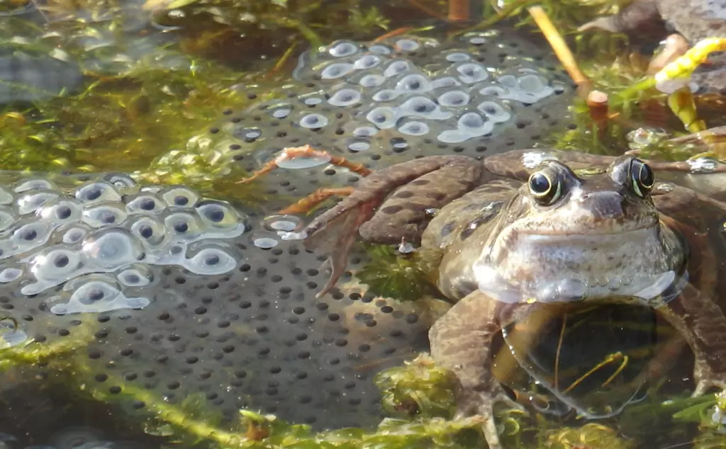 Common frog in a pond surrounded with frogspawn
