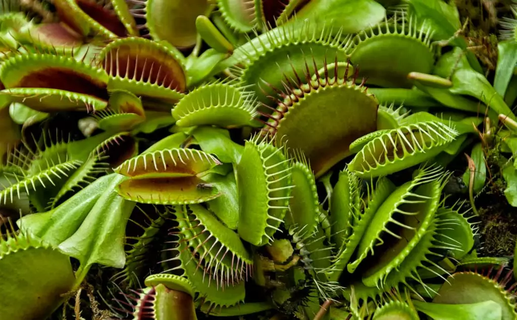 A collage of venus fly traps all layered together