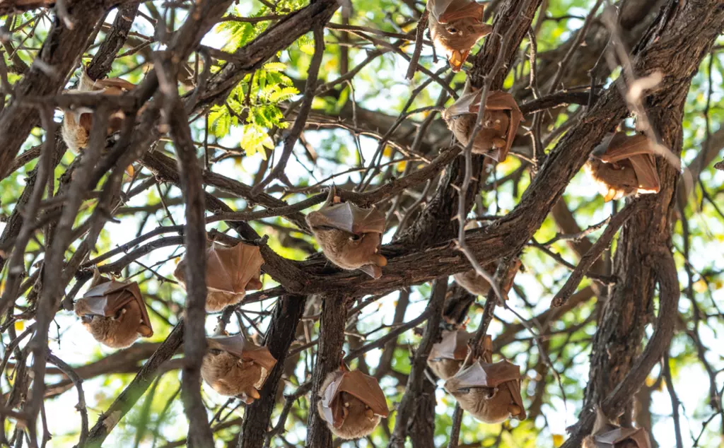 Fruit bats hanging in a tree (Hwange National Park, Zimbabwe) during winter season