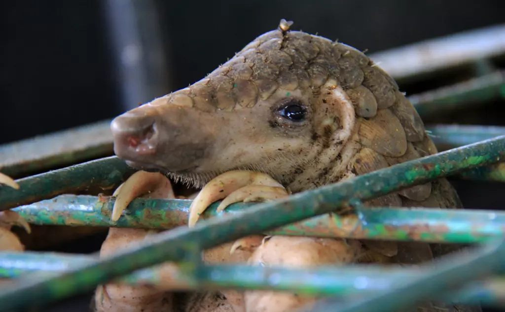 Pangolin in a cage found being sold in the illegal wildlife trade in Pekanbaru, Riau, Indonesia, before being rescued.