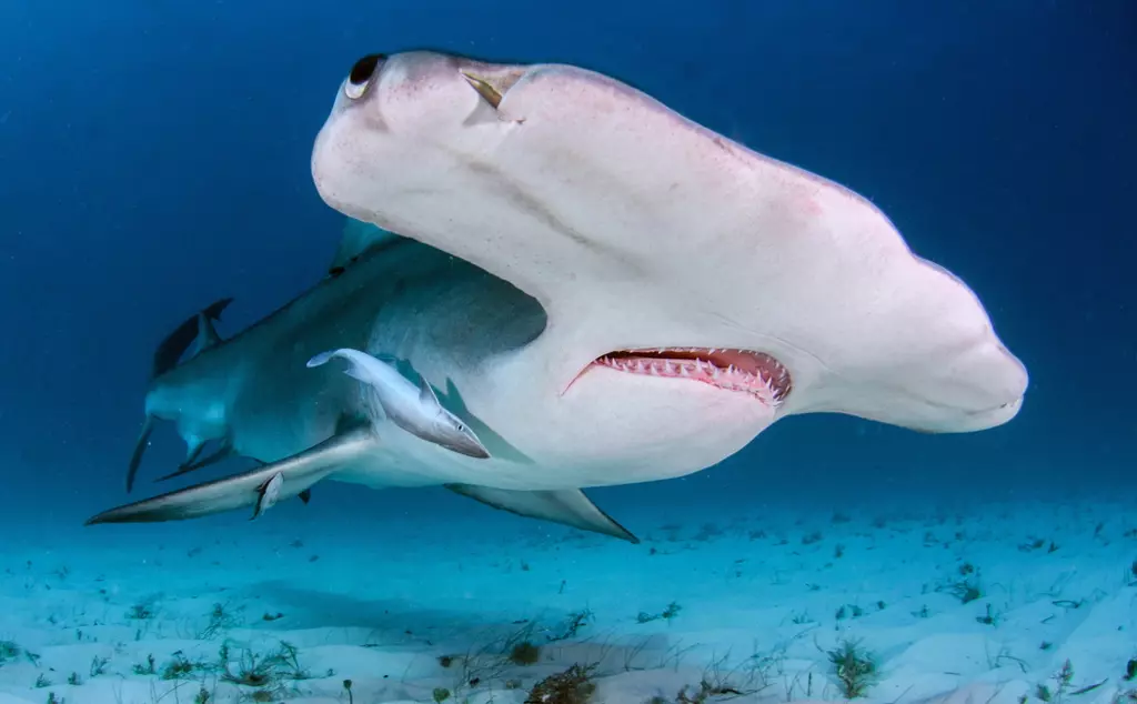 Great Hammerhead shark