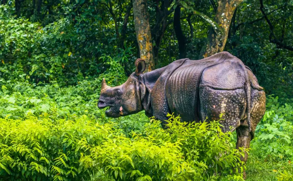 Greater one-horned rhino (Indian Rhino) in lush forest in Chitwan National Park, Nepal