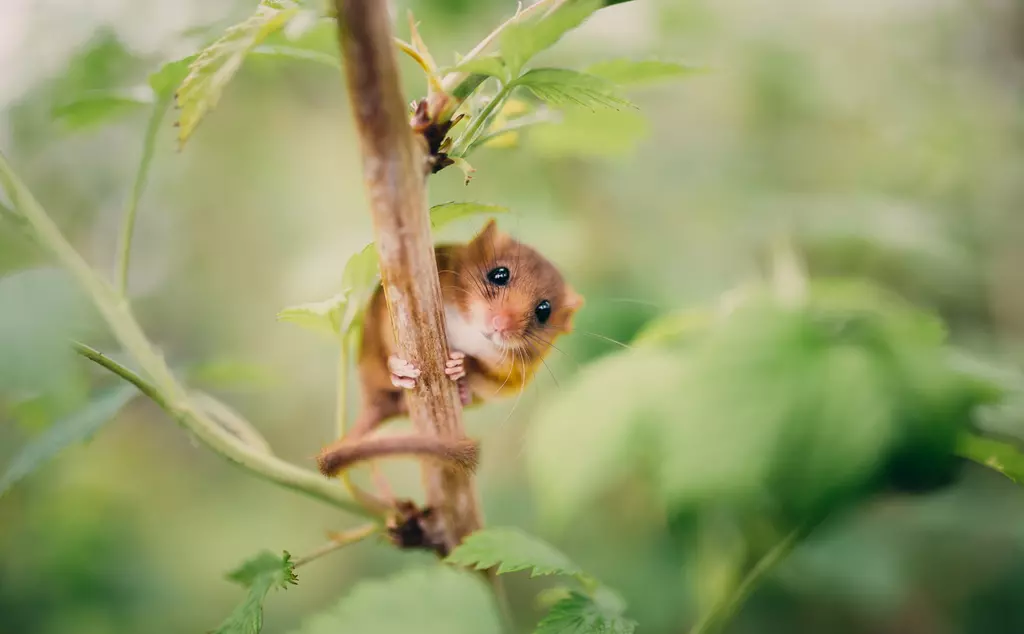 Little hazel dormouse climb the twigs in nature