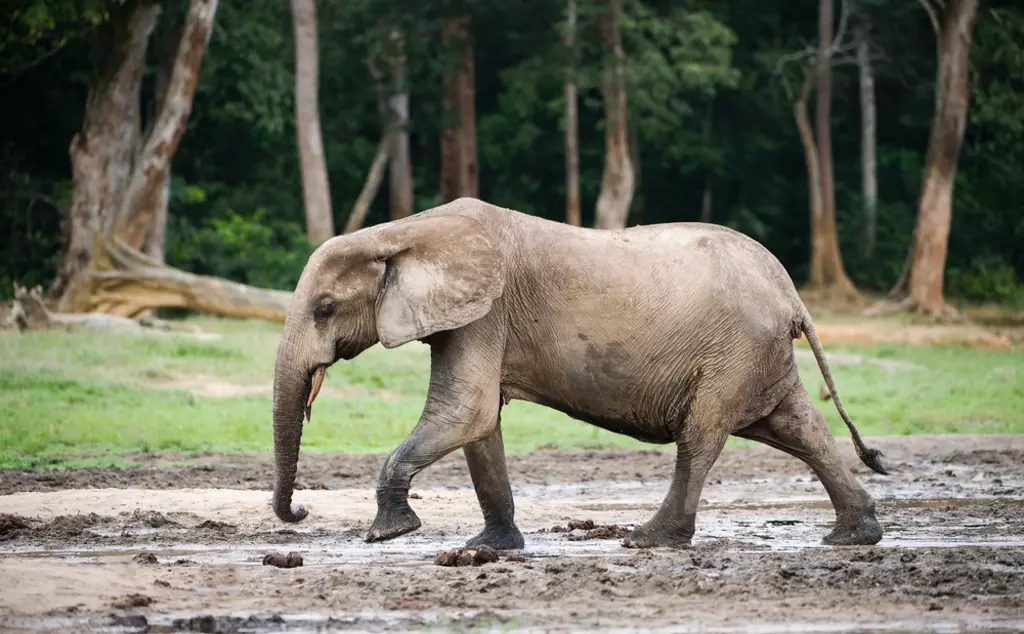 African forest elephant walking through mud in the Congo Basin.