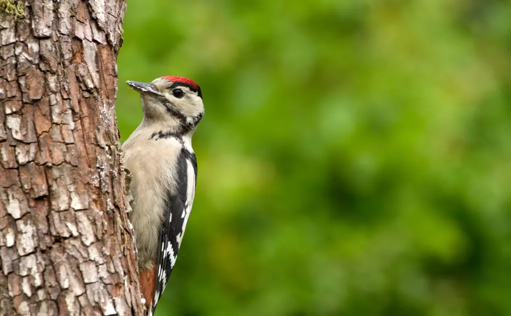 Greater spotted woodpecker on a tree trunk