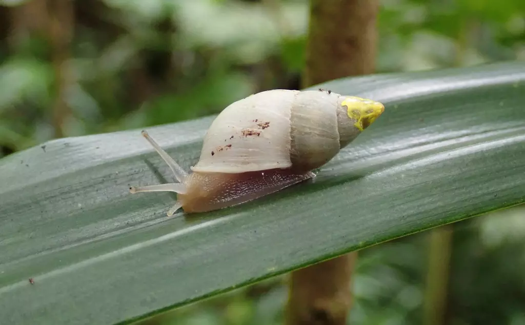 Partula snail observed in Afareaito-Valley-Moorea