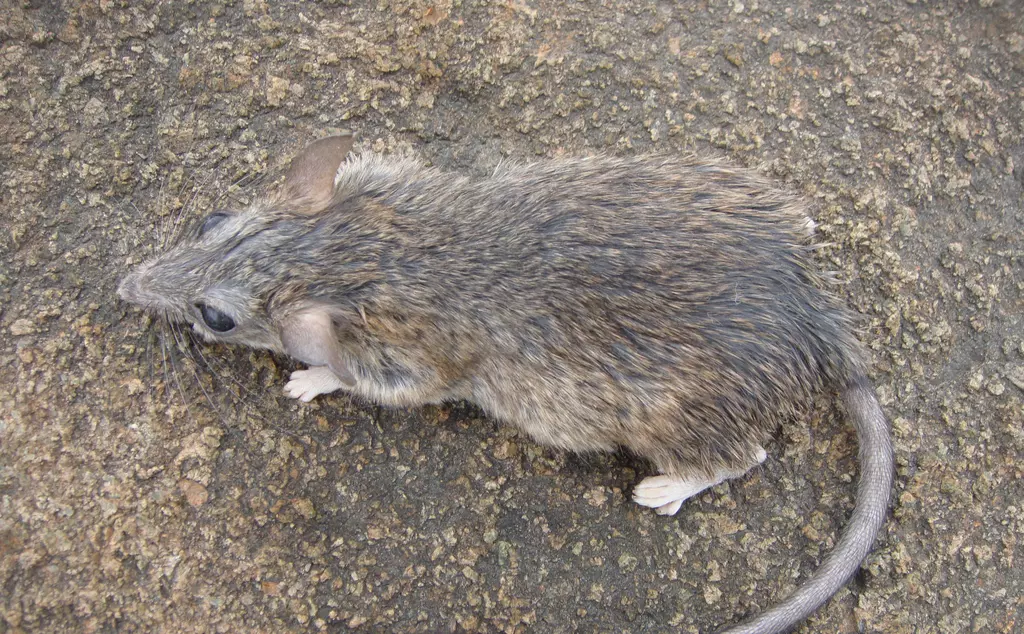 Large rock rat