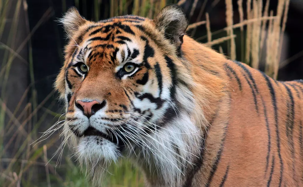 Sumatran tiger at ZSL London Zoo
