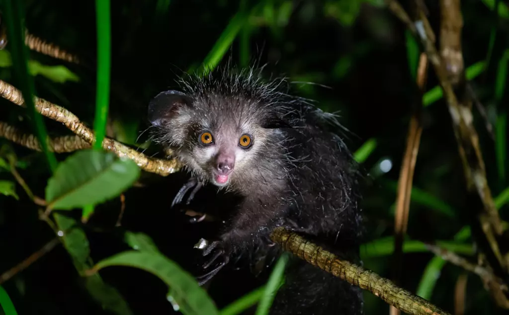 Aye-aye in the dark on a tree in Madagascar 