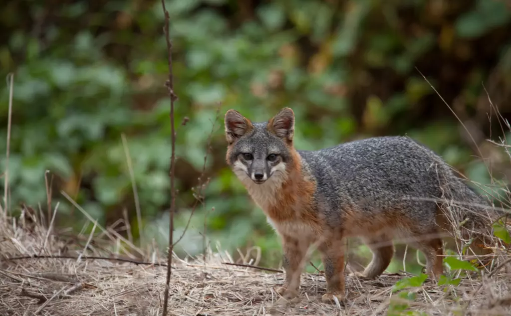 California channel island fox in nature