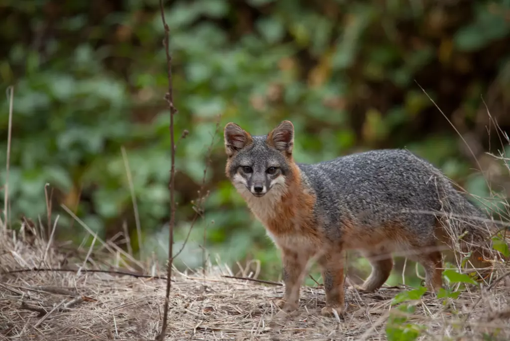 California channel island fox in nature