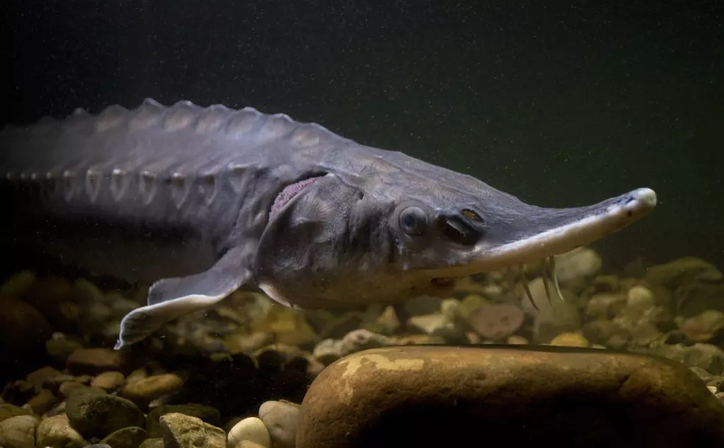 Atlantic sturgeon, UK native species