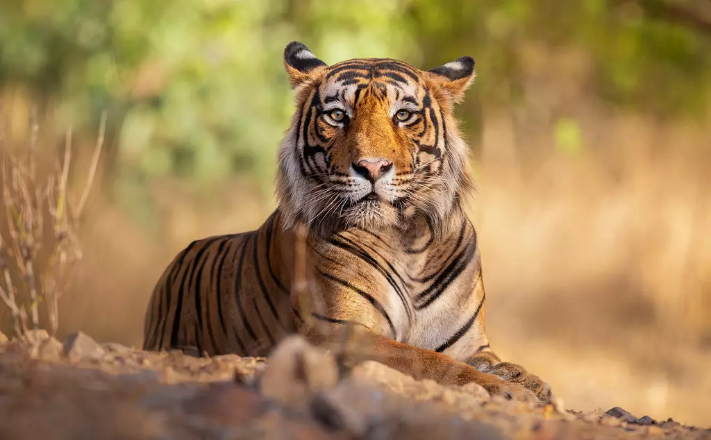 A Bengal tiger lying down