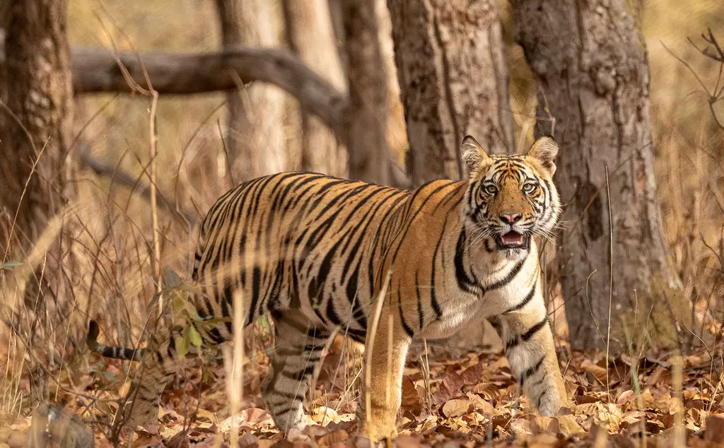 A Bengal tiger walking in amongst leaves