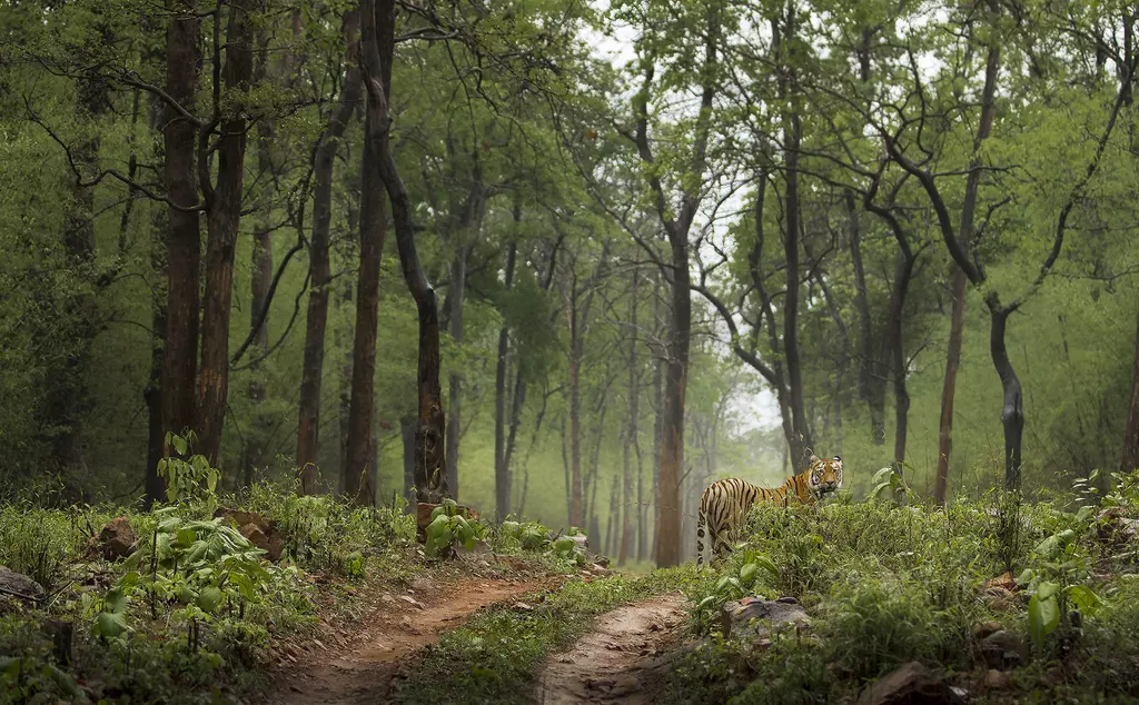 A Bengal tiger in amongst trees