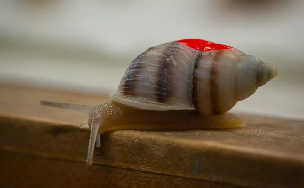 A partula snail on a wooden table